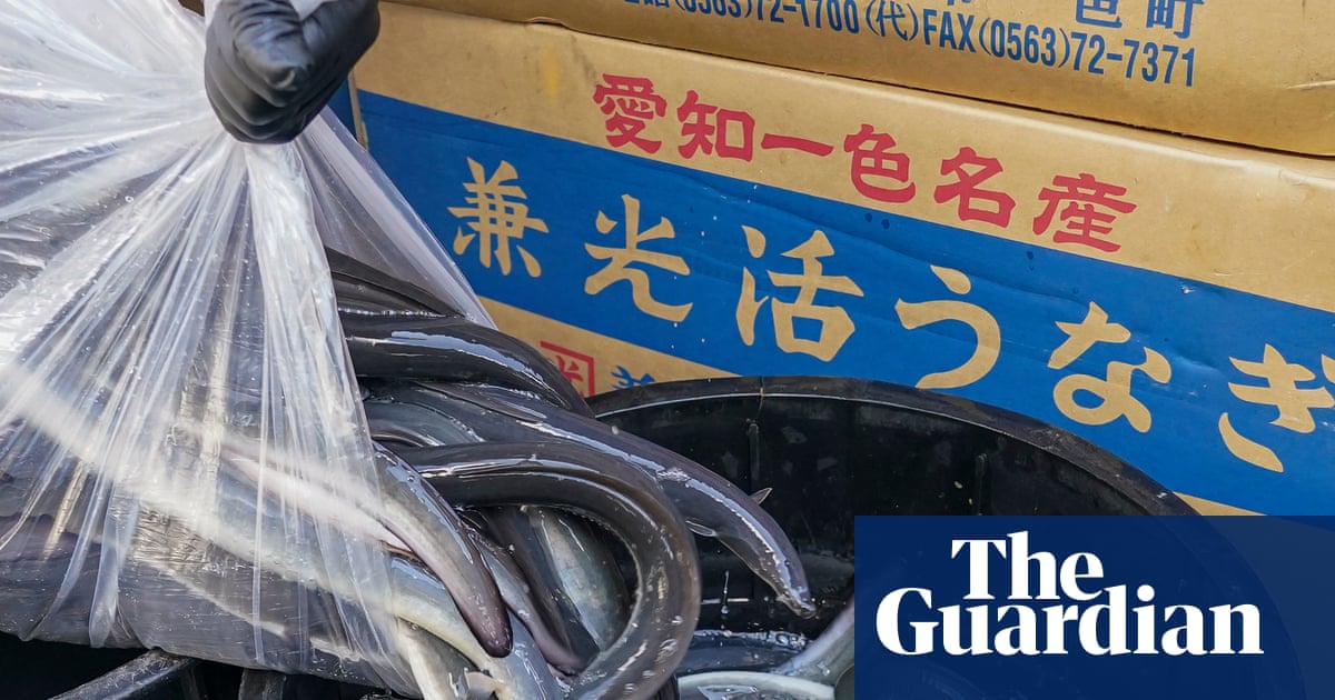 Inside the illegal eel trade: is there a way to stop Europe’s biggest wildlife crime before it’s too late? | Illegal wildlife trade