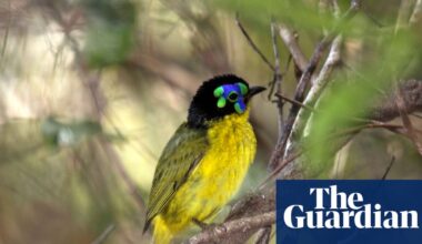 More than half of world’s bird species in decline, as leaders meet on extinction crisis | Birds