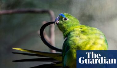 Orange-bellied parrots have swelled back from imminent extinction – but now they face a new threat | Australian bird of the year