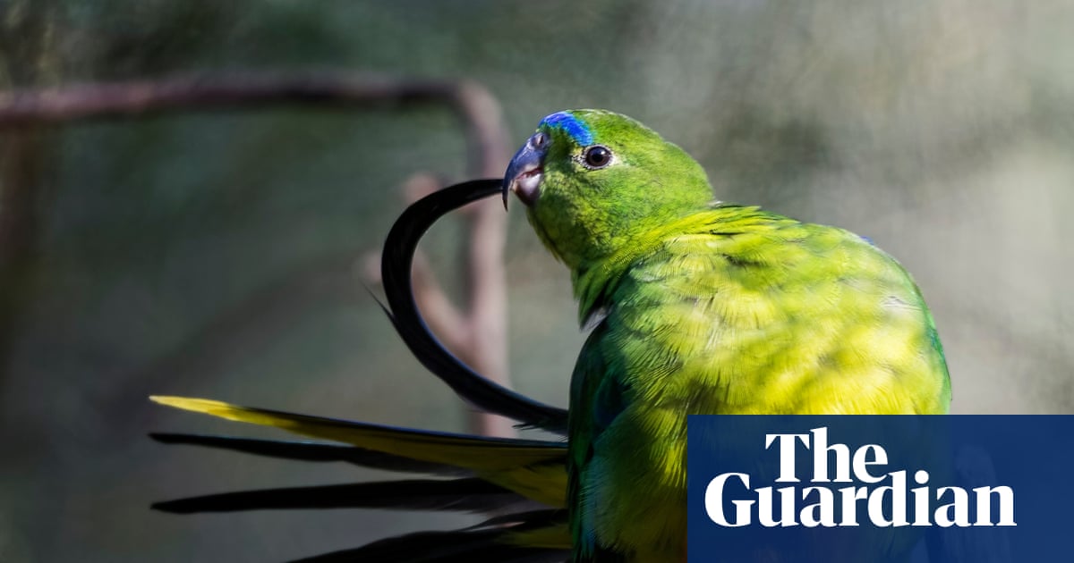 Orange-bellied parrots have swelled back from imminent extinction – but now they face a new threat | Australian bird of the year