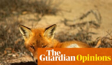 It took just 60 years for the red fox, one of Australia’s most devastating predators, to colonise the continent | Sean Tomlinson and Damien Fordham for the Conversation
