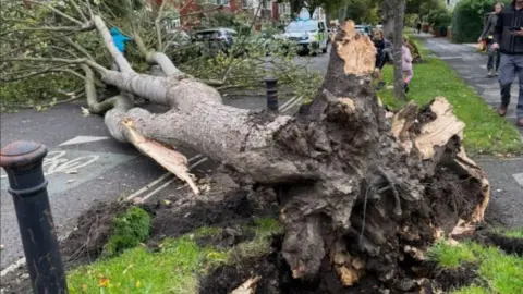 Andrew Hibbert Onlookers take a look at the felled tree, with its roots uplifted in the storm. It is lying across a residential road. 