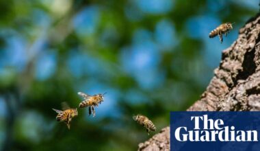 Number of wild bee species at risk of extinction in Europe doubles in 10 years | Bees