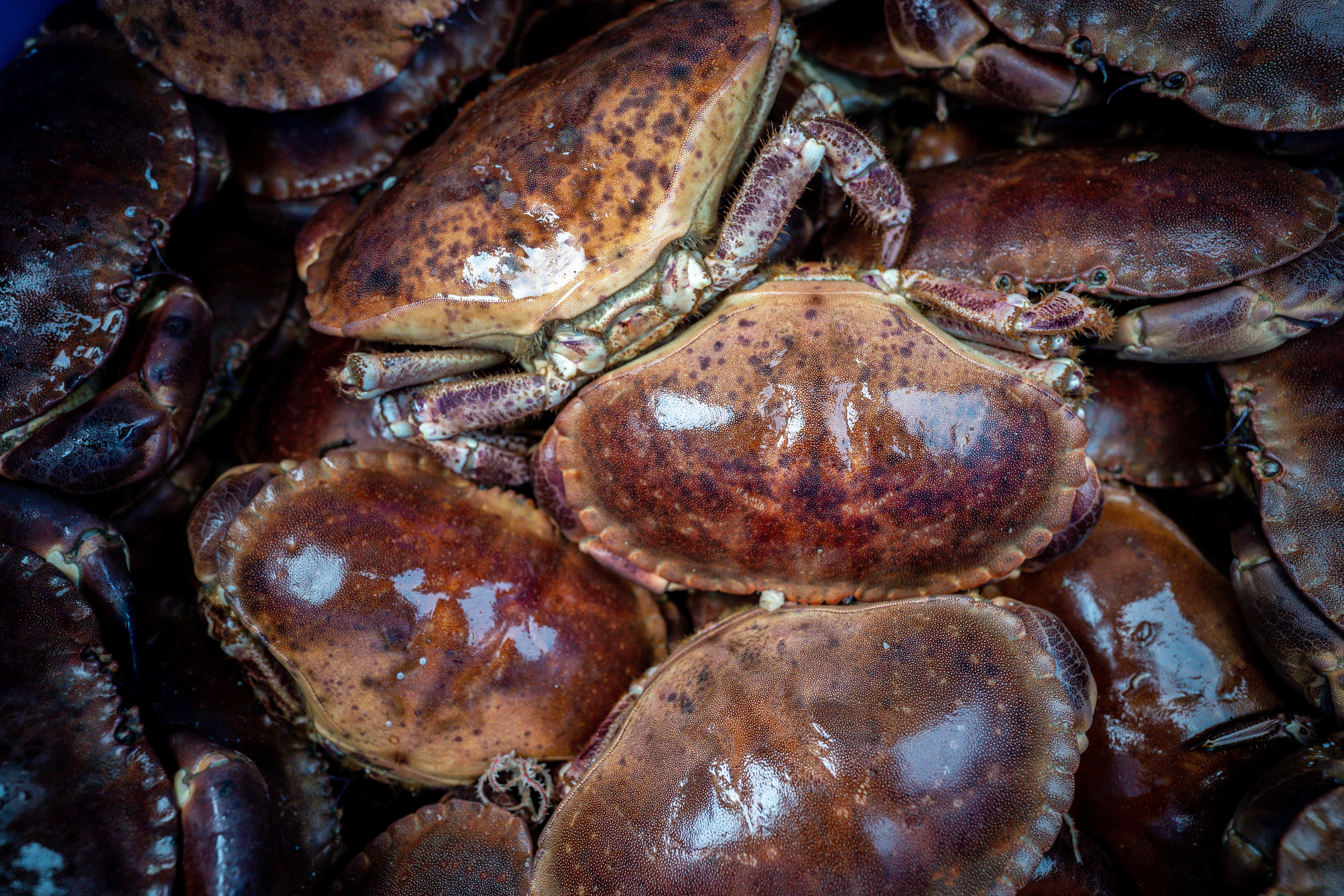 Martin Gilbert lost £15,000 overnight after a French vessel destroyed his crab pots