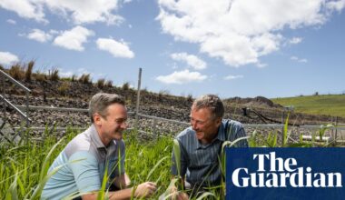 Deep in the reeds: Australian scientists put dollar figure on floating wetlands’ global water quality savings | Australia news