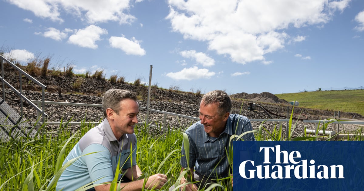 Deep in the reeds: Australian scientists put dollar figure on floating wetlands’ global water quality savings | Australia news