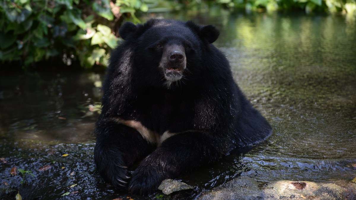 Record number of deadly bear attacks forces Japan into action