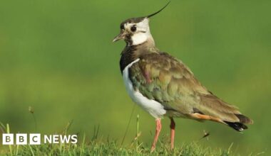 Tadnoll nature reserve wetlands are to be restored to help wildlife