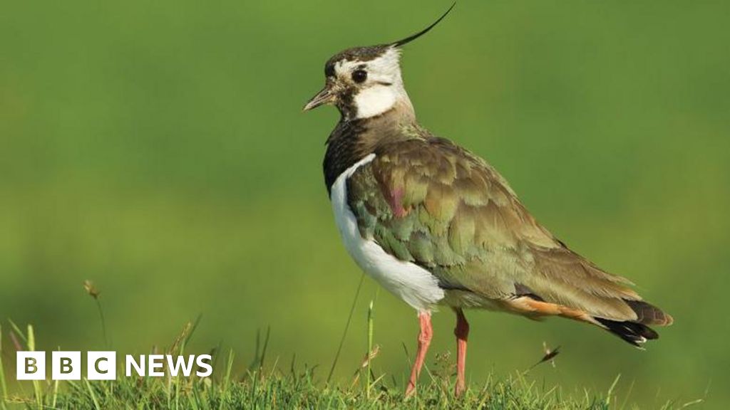 Tadnoll nature reserve wetlands are to be restored to help wildlife