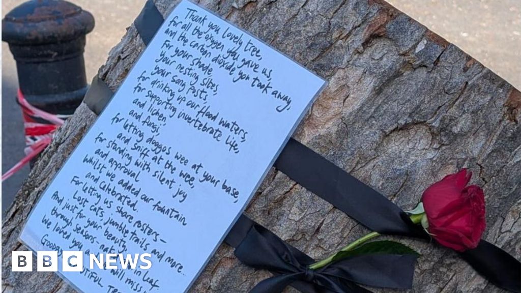 Mystery ode to 'lovely tree' in Hull felled by Storm Amy