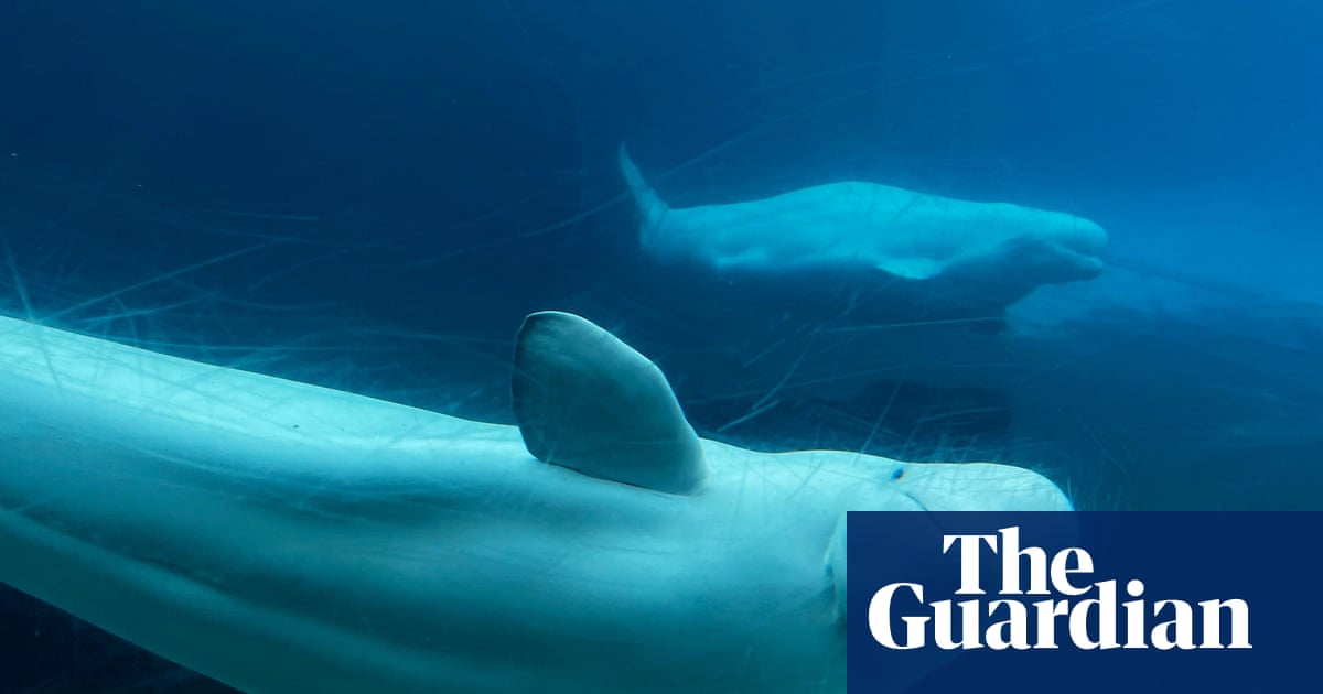 ‘A life of captivity’: Canada refuses marine park’s request to export its whales to China | Canada