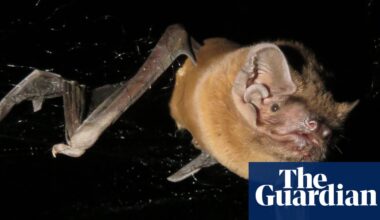 Grisly recording reveals bat catching, killing and eating robin mid-flight | Animal behaviour