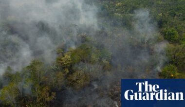 ‘Dismal’ health of world’s forests is threat to humanity, report warns | Deforestation
