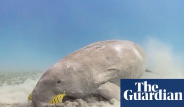 Don’t let the dugong follow the sea cow | Conservation