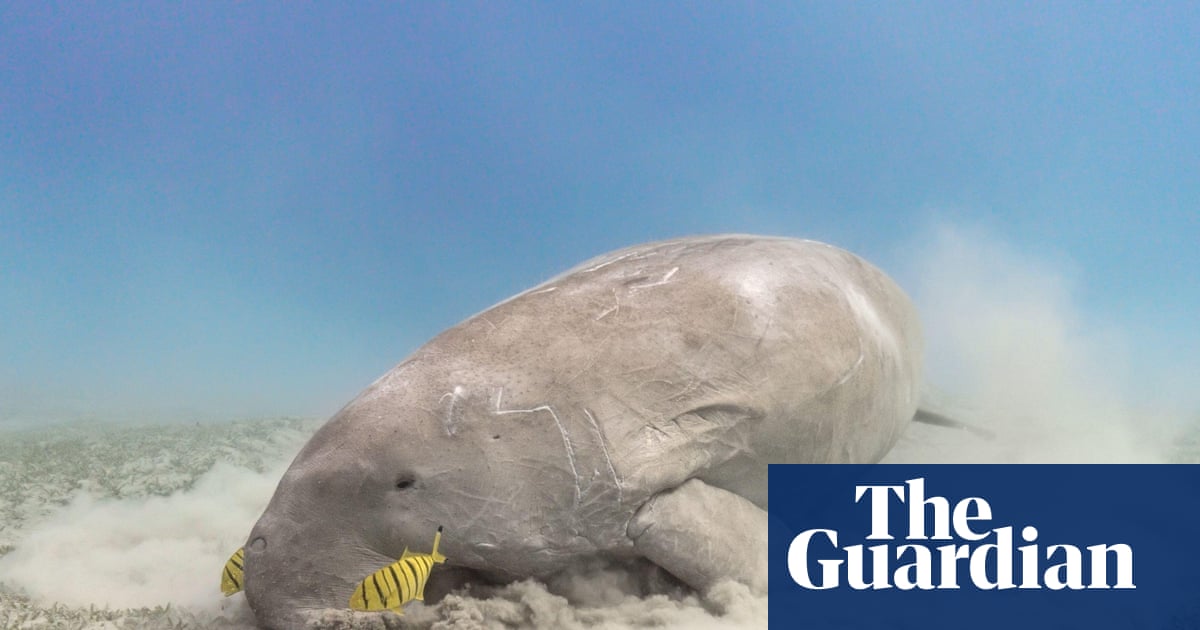 Don’t let the dugong follow the sea cow | Conservation