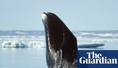 Can bowhead whales with their 200-year lifespan help us to slow ageing? | Science