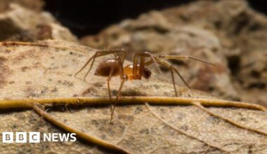 Call to protect endangered spider found in Plymouth quarry