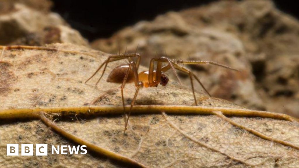 Call to protect endangered spider found in Plymouth quarry