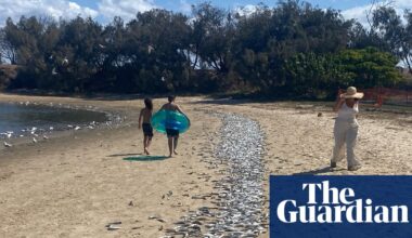 Cause of Gold Coast mass fish kill unknown with marine heatwave most likely culprit, scientists say | Gold Coast