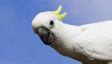 Yahoo lifestyle home