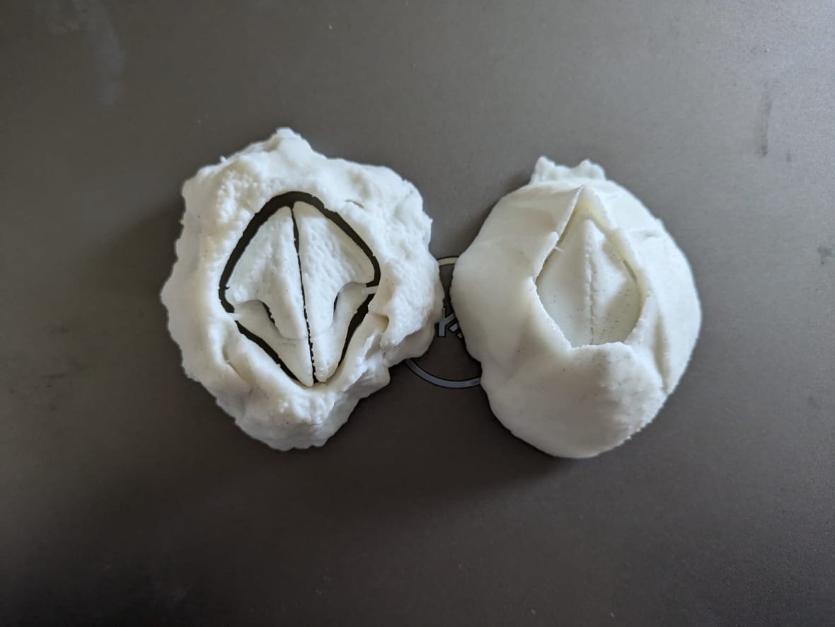 3D models of two barnacles, side by side