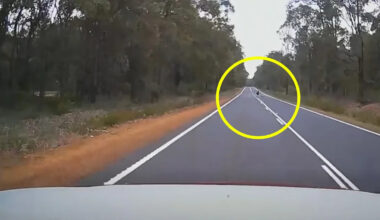 Aussie 4WD dad forced to hit brakes after unexpected discovery in middle of the road