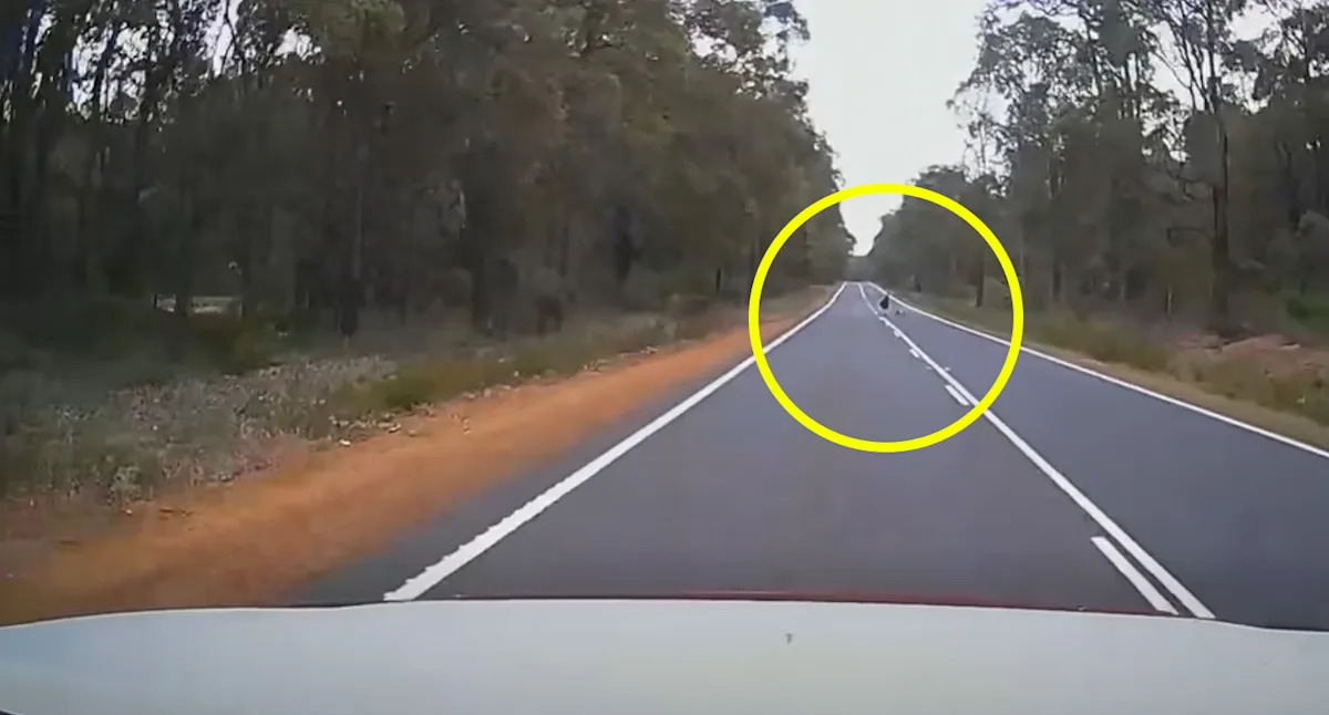 Aussie 4WD dad forced to hit brakes after unexpected discovery in middle of the road