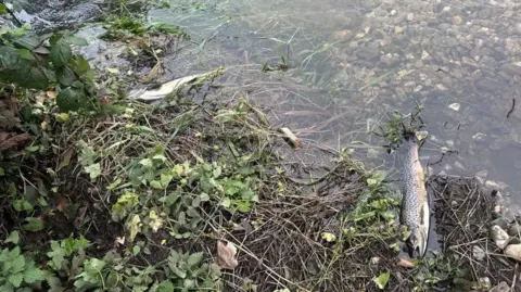 Dead fish lie in the Six Mile Water, with weeds and stones in the river.