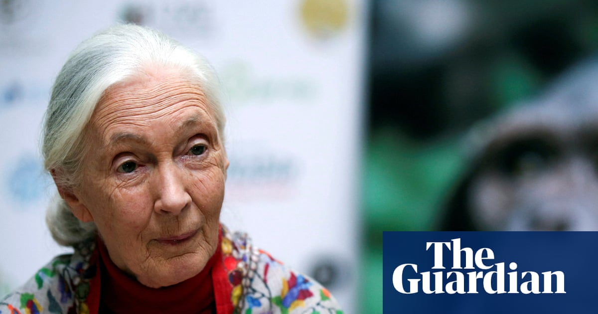 China remembers ‘guiding light’ Jane Goodall’s wildlife conservation work | Jane Goodall