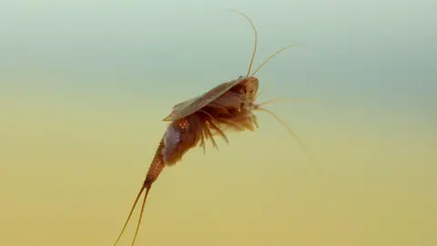 WWT/Edmund Fellows A small tadpole shrimp floating in water