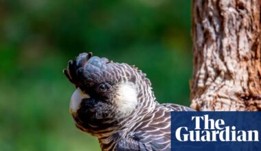 ‘Baudin’s or bauxite?’ Stark warning black cockatoo won’t survive mining expansion | Australian bird of the year 2025