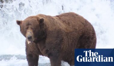 ‘Dominant on the river’: 32 Chunk crowned champion in ‘biggest Fat Bear Week yet’ | Alaska