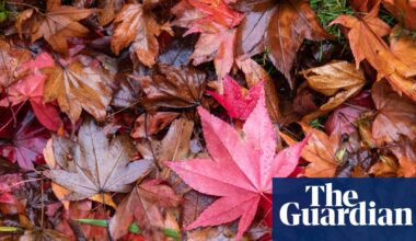 National Trust and TV wildlife expert team up on autumn nature campaign | Autumn