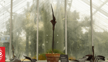 The 'voodoo' flower that smells like 'rotting flesh' and is blooming just in time for Halloween