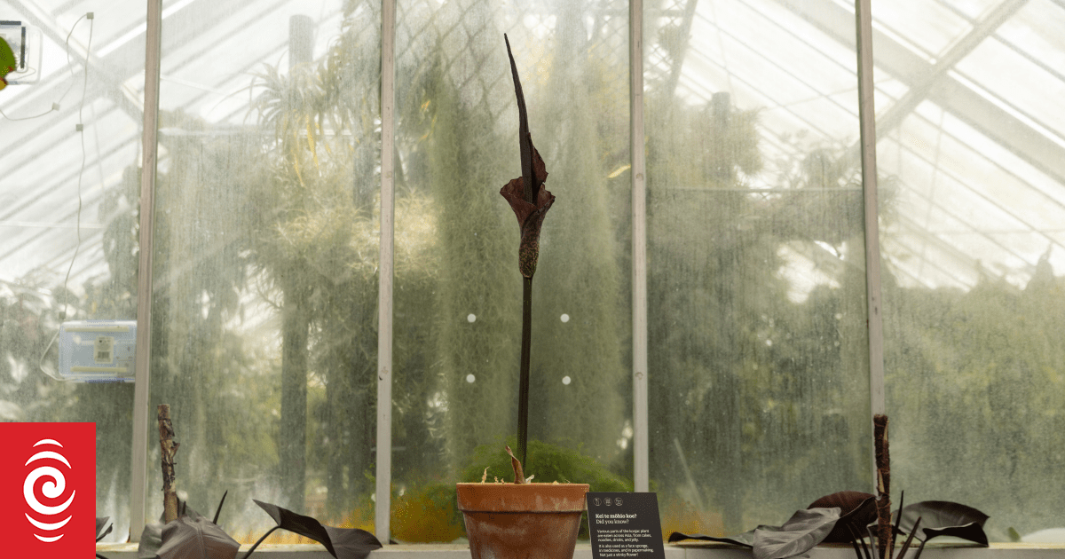 The 'voodoo' flower that smells like 'rotting flesh' and is blooming just in time for Halloween