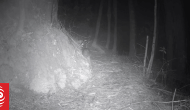 Video: Trail footage shows first North Island Brown kiwi has hatched on Waiheke Island