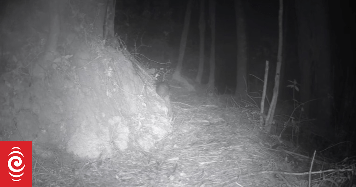 Video: Trail footage shows first North Island Brown kiwi has hatched on Waiheke Island