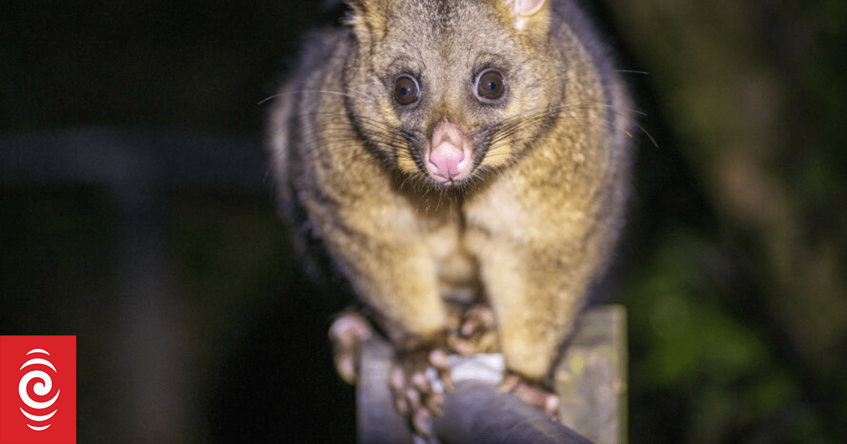 Possums as pets? Former Wellington mayor is dead against it