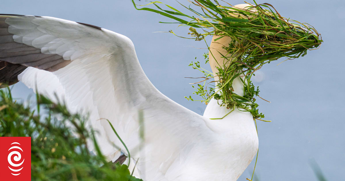 Funky animal hairdos and a smoking duck among 2025 Comedy Wildlife Photo Awards finalists - RNZ