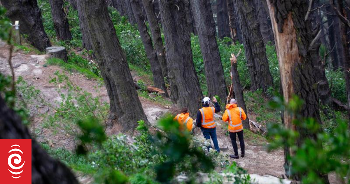 'It could have been any of us': Man killed by branch in Wellington wind found by walker