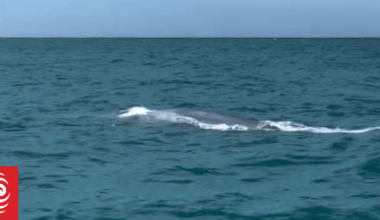 Rare blue whale sighting in Akaroa Harbour