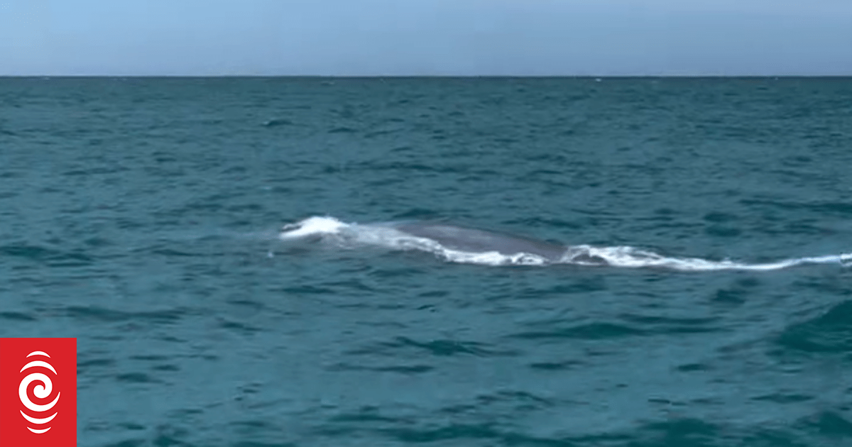 Rare blue whale sighting in Akaroa Harbour
