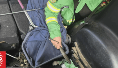 Tiger snake slides over passenger's foot during a drive in NSW