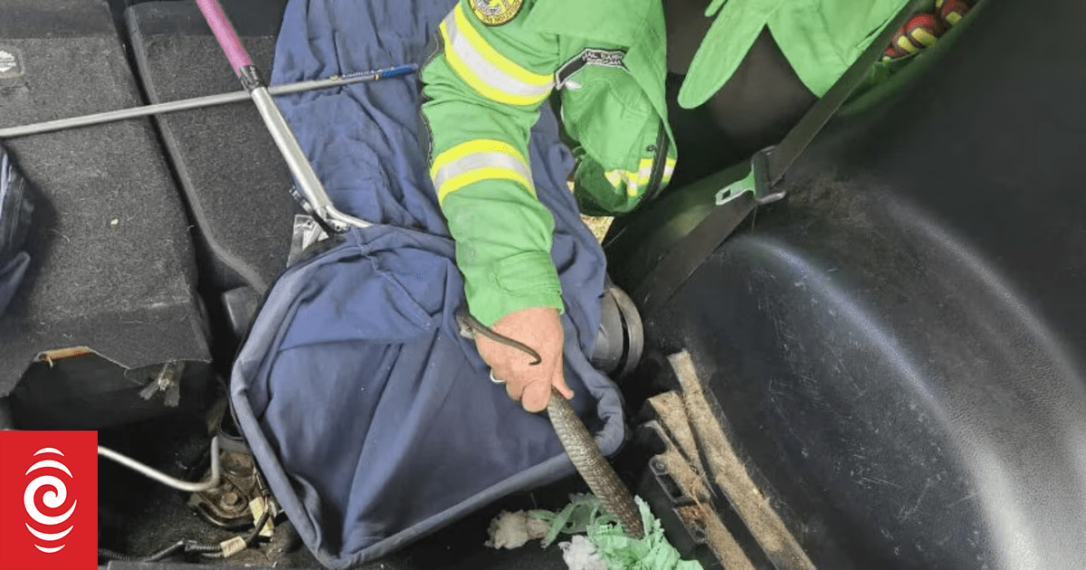 Tiger snake slides over passenger's foot during a drive in NSW