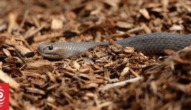 Boy's death from snake bite found to have been preventable