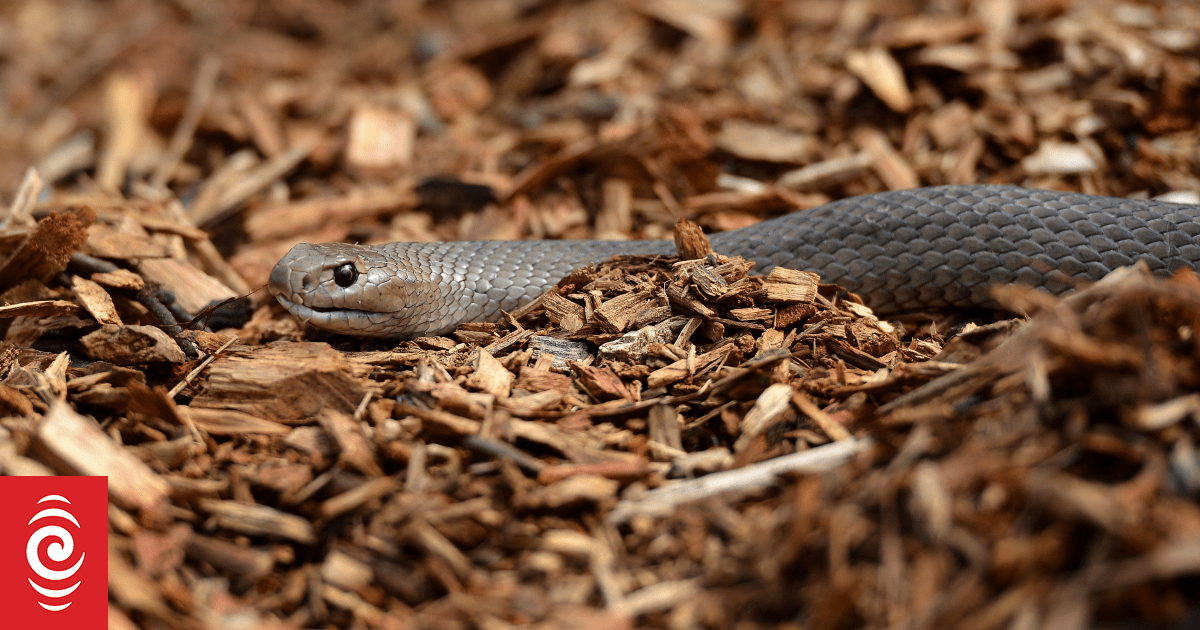 Boy's death from snake bite found to have been preventable