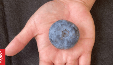 Blueberries the size of a ping-pong ball to be grown in NZ