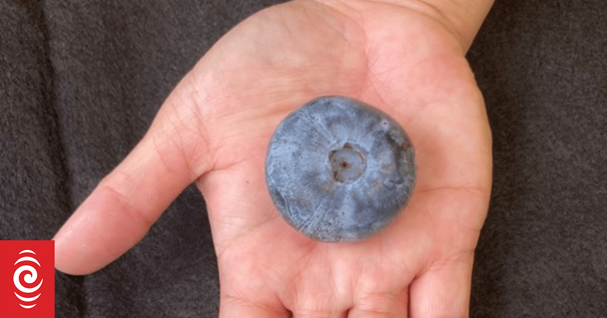 Blueberries the size of a ping-pong ball to be grown in NZ