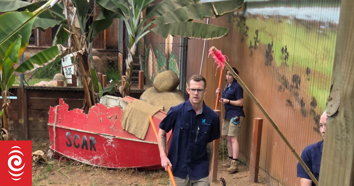 NZ's only saltwater crocodiles have zookeepers on their toes