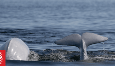 Canadian theme park warns it may euthanise beluga whales